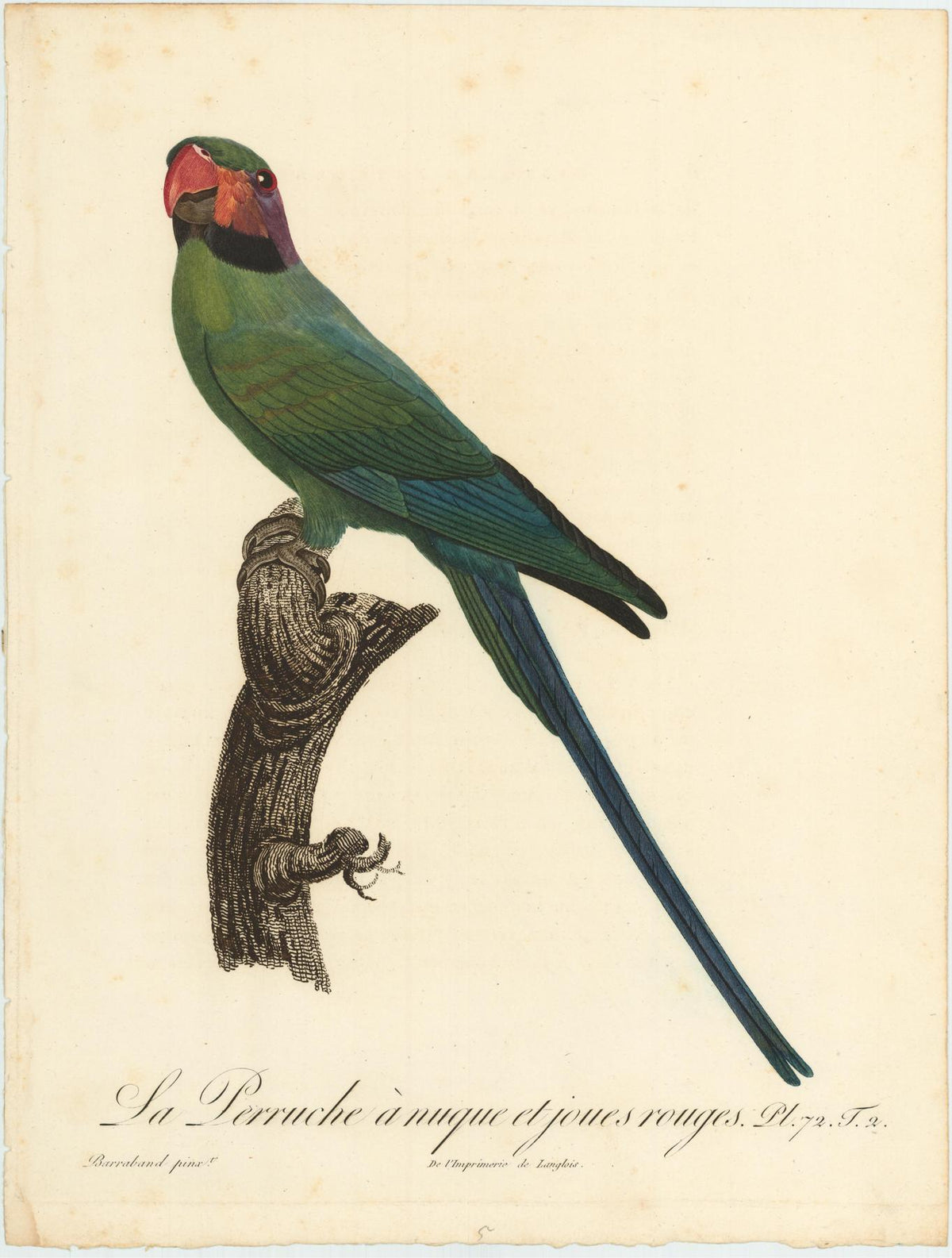 From Levaillant's "Histoire Naturelle des Perroquets", which is considered the most comprehensive and complete catalogue on the subject.<br />