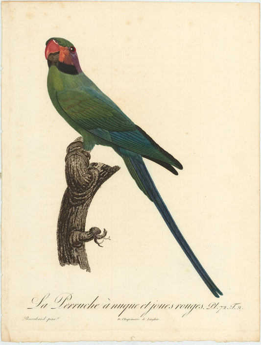 From Levaillant's "Histoire Naturelle des Perroquets", which is considered the most comprehensive and complete catalogue on the subject.<br />