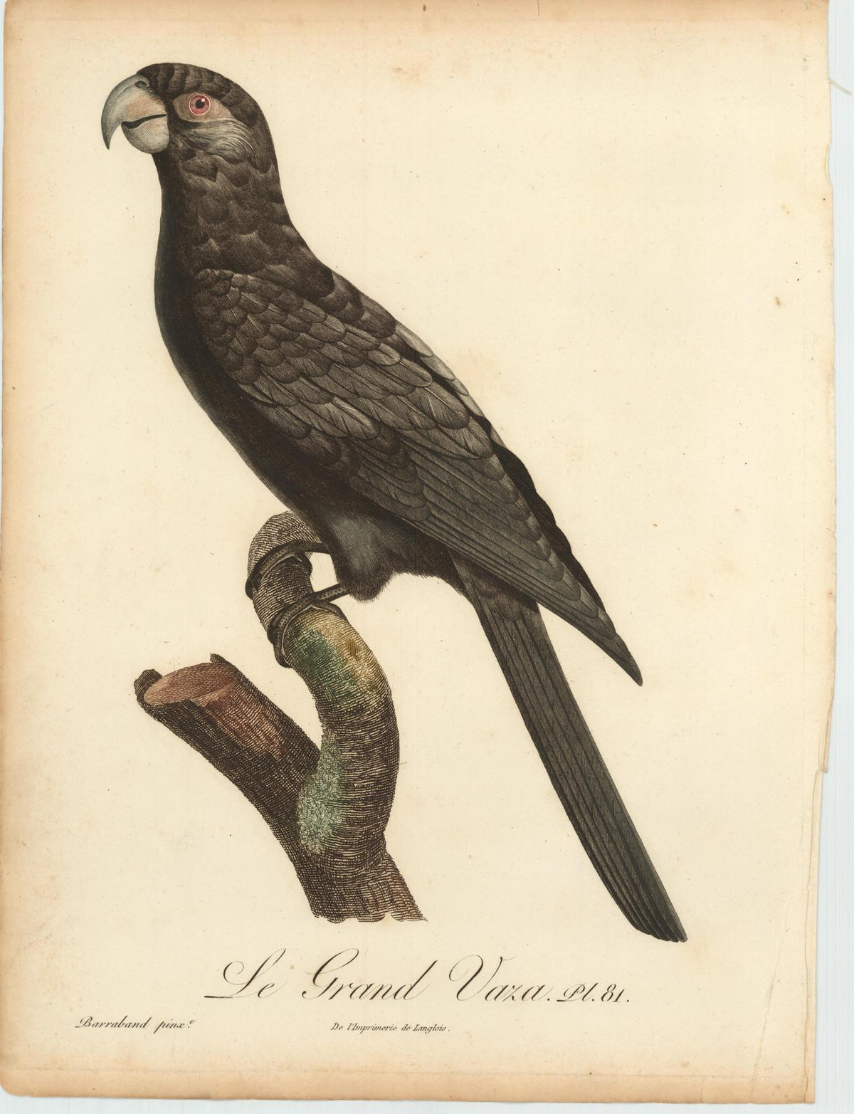 From Levaillant's "Histoire Naturelle des Perroquets", which is considered the most comprehensive and complete catalogue on the subject.<br />