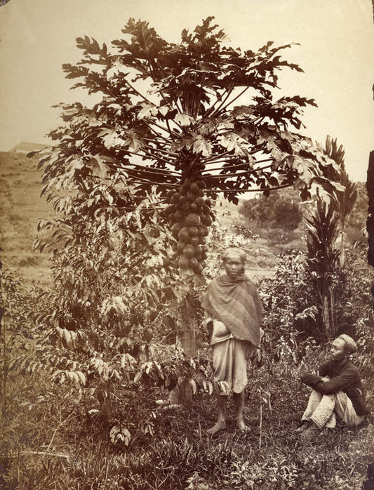 Papaya Tree.