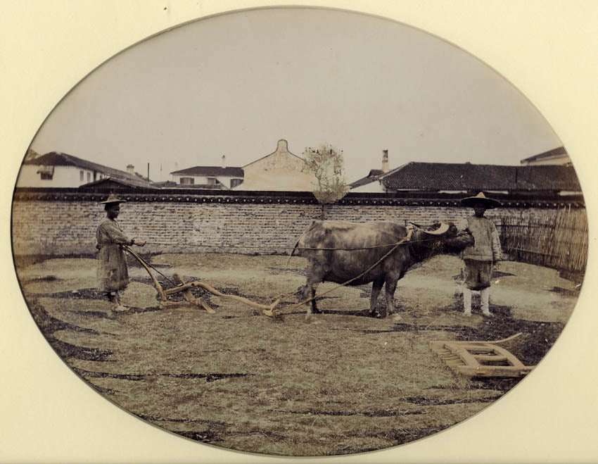 Water buffalo and two attendants, Shanghai.