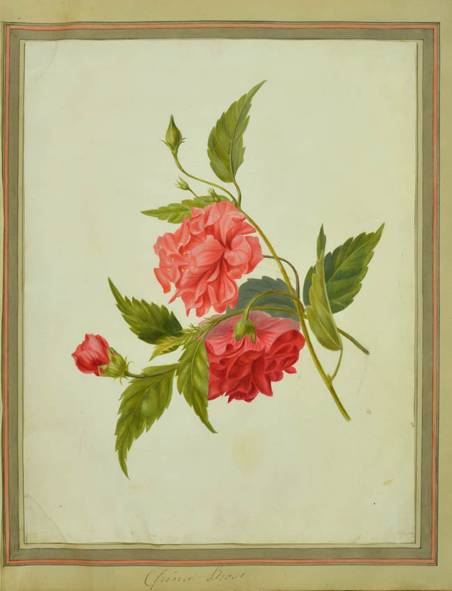 A most attractive series of watercolours on vellum including a fine China rose.