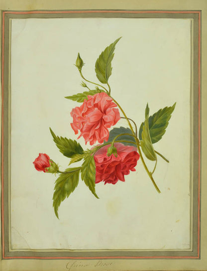 A most attractive series of watercolours on vellum including a fine China rose.