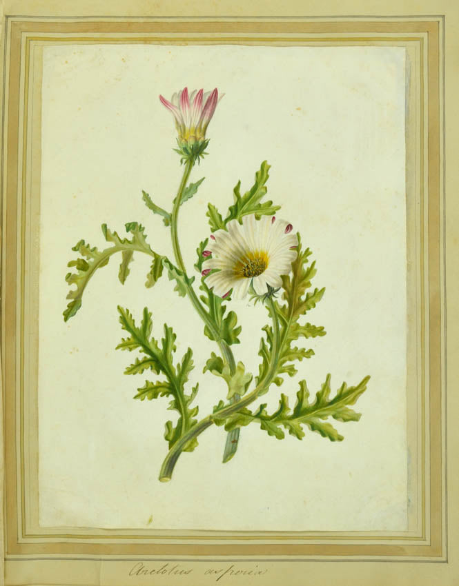 A most attractive series of watercolours on vellum including a fine China rose.