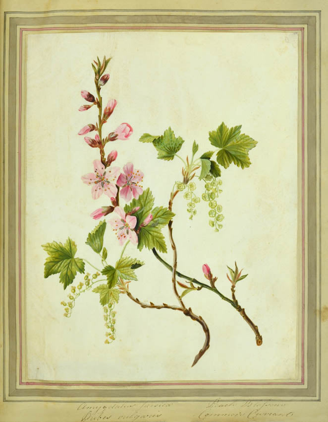 A most attractive series of watercolours on vellum including a fine China rose.