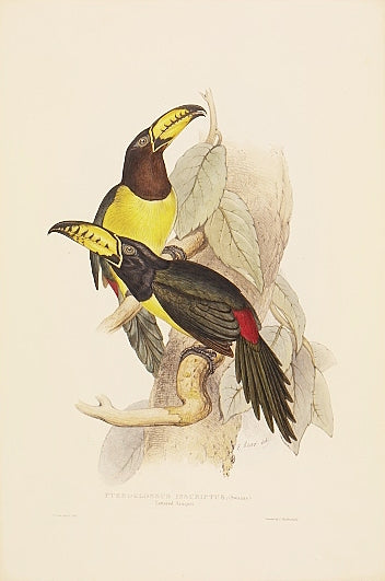 John Gould is widely considered the grearest and most ambitious of all Victorian ornithologists.