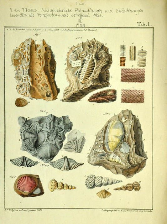 Naturhistorische Abhandlungen und Erlauterungen besonders die Petrefactenkunde. Rare. The finely hand-coloured lithographs show several fossil specimens.