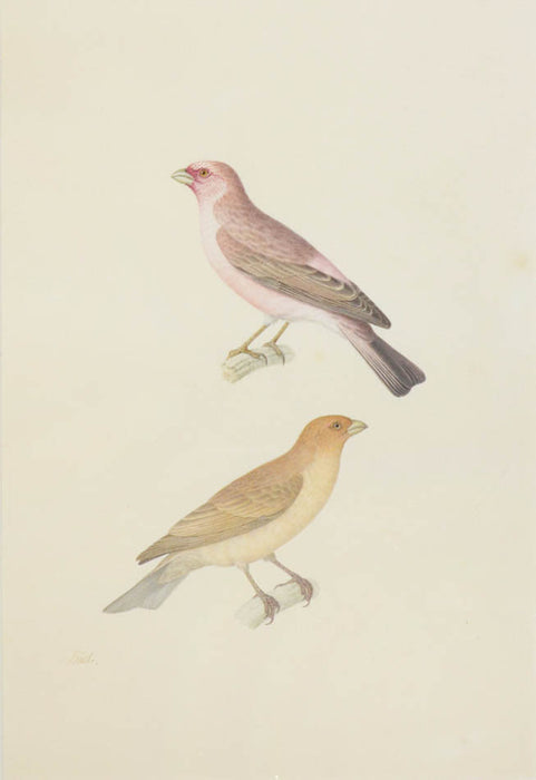 Sinai Rosefinch.