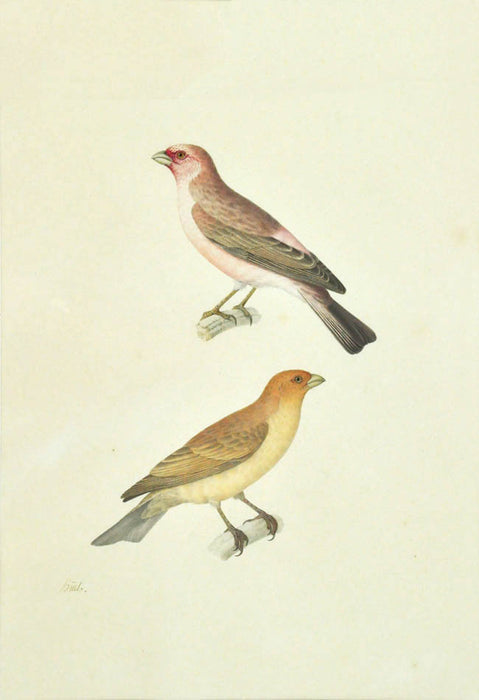 Sinai Rosefinch.