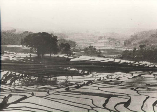 Terraced Fields (China).