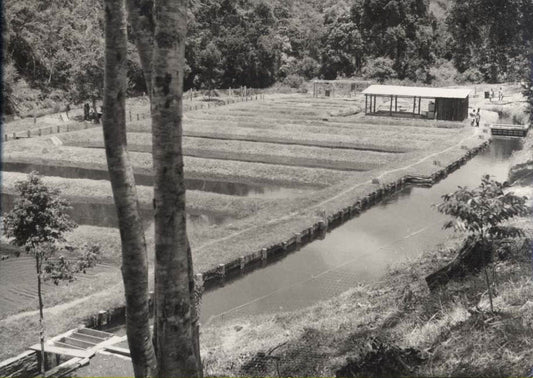 Fish Hatchery, China.