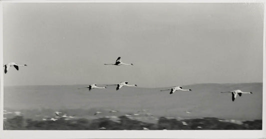 Lesser Flamingoes in flight over lake Nakuru, Kenya.