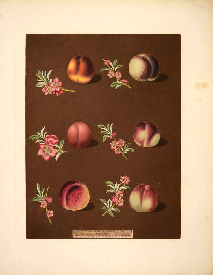 [Series of four Peaches],