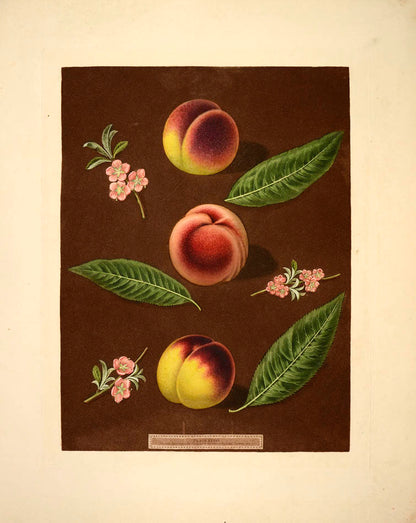[Series of four Peaches],