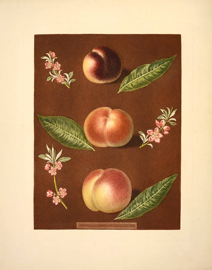[Series of four Peaches],