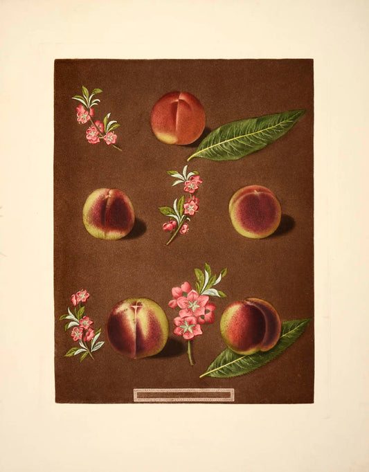 [Series of four Peaches],