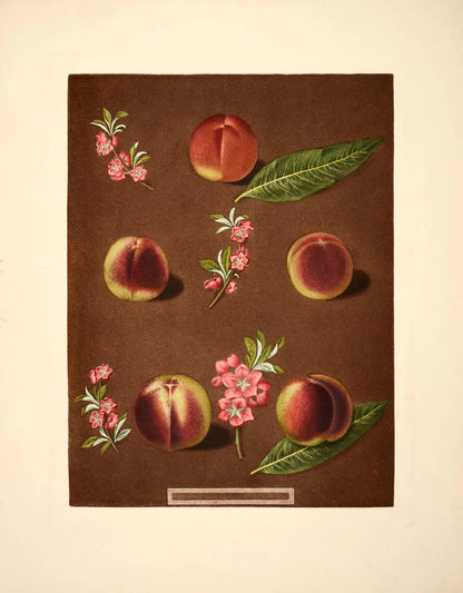 [Series of four Peaches],