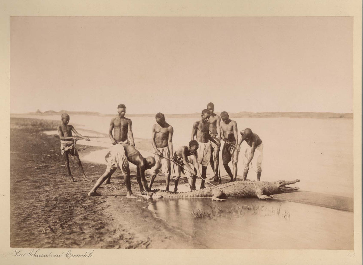 La Chasse au Crocodil. [Crocodile Hunting].