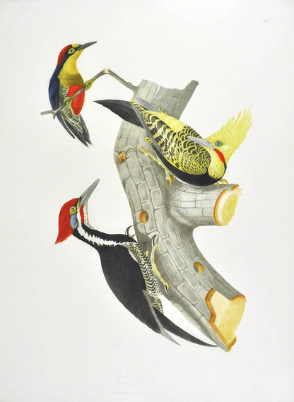 Ornithologie Bresilienne