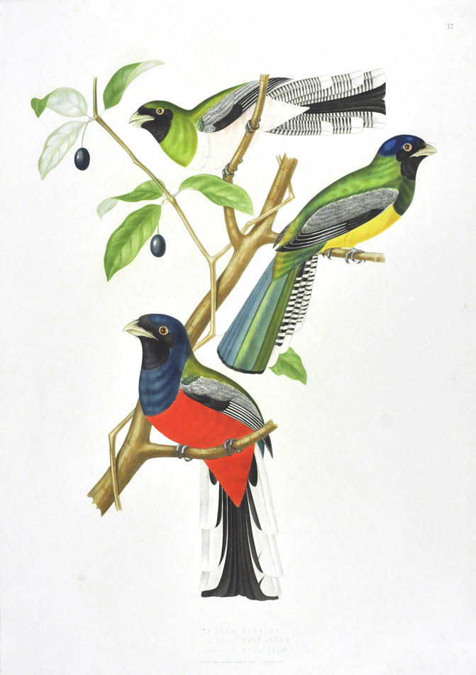 Descourtilz worked for the National Museum of Rio de Janeiro. He was the son of French adventurer, botanist and naturalist Michel Etienne Descourtilz. 