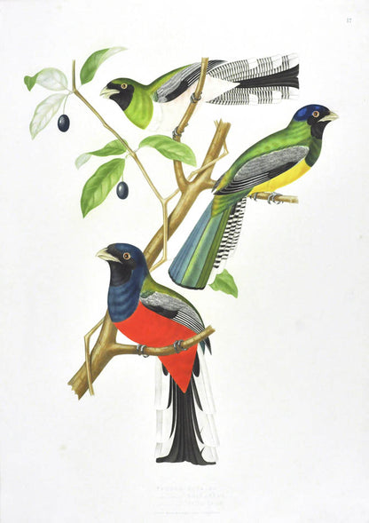 Descourtilz worked for the National Museum of Rio de Janeiro. He was the son of French adventurer, botanist and naturalist Michel Etienne Descourtilz. 