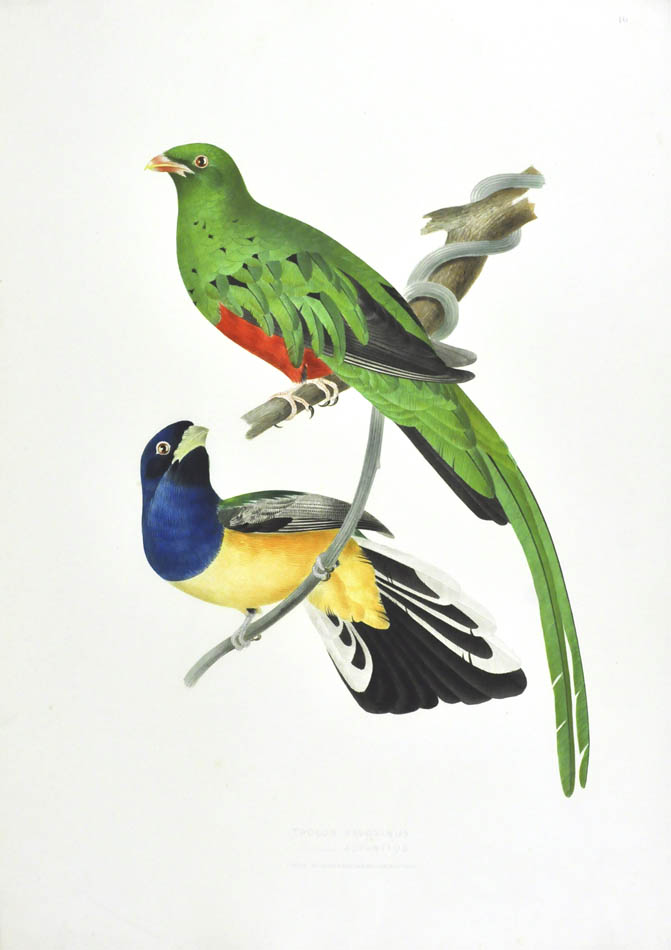Descourtilz worked for the National Museum of Rio de Janeiro. He was the son of French adventurer, botanist and naturalist Michel Etienne Descourtilz. 