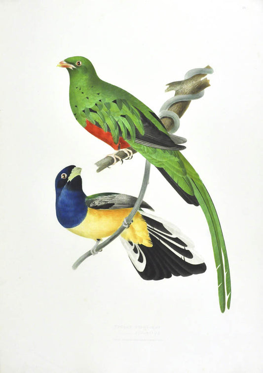 Descourtilz worked for the National Museum of Rio de Janeiro. He was the son of French adventurer, botanist and naturalist Michel Etienne Descourtilz. 