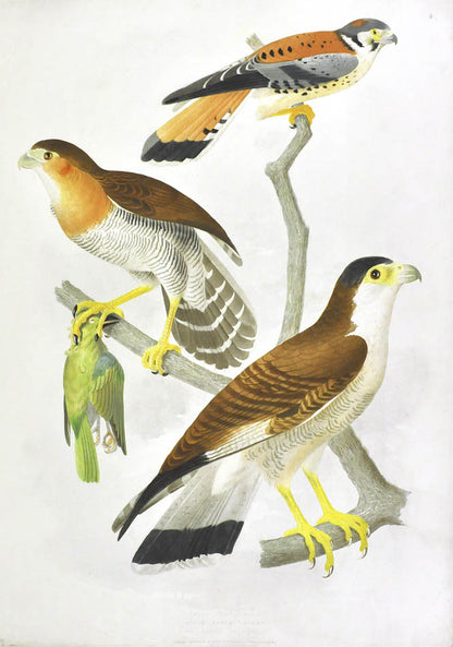 Descourtilz worked for the National Museum of Rio de Janeiro. He was the son of French adventurer, botanist and naturalist Michel Etienne Descourtilz. 