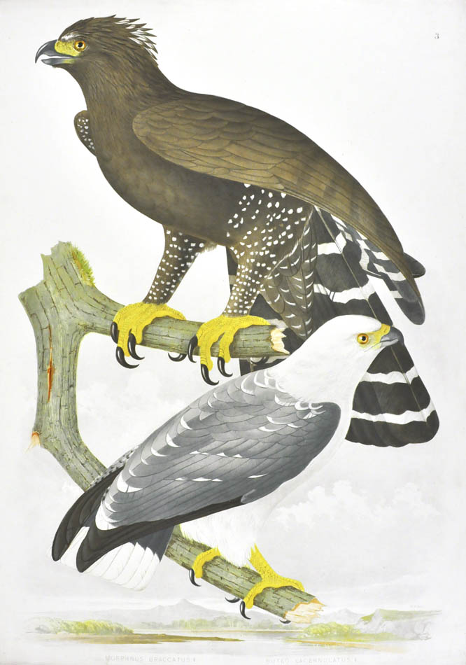 Descourtilz worked for the National Museum of Rio de Janeiro. He was the son of French adventurer, botanist and naturalist Michel Etienne Descourtilz. 