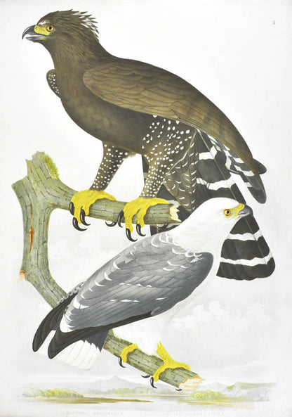 Descourtilz worked for the National Museum of Rio de Janeiro. He was the son of French adventurer, botanist and naturalist Michel Etienne Descourtilz. 