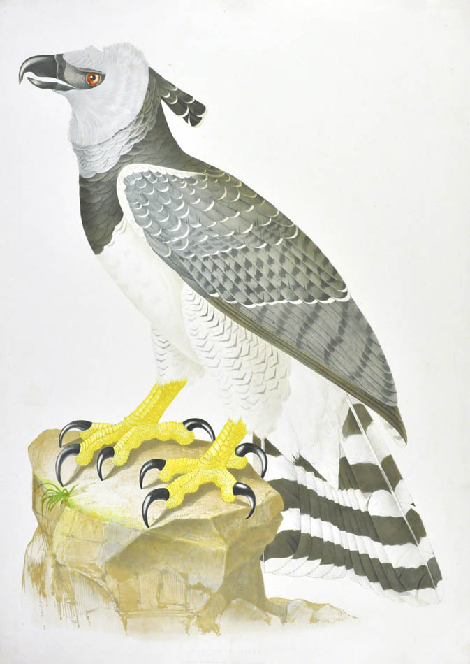 Descourtilz worked for the National Museum of Rio de Janeiro. He was the son of French adventurer, botanist and naturalist Michel Etienne Descourtilz. 