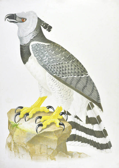 Descourtilz worked for the National Museum of Rio de Janeiro. He was the son of French adventurer, botanist and naturalist Michel Etienne Descourtilz. 