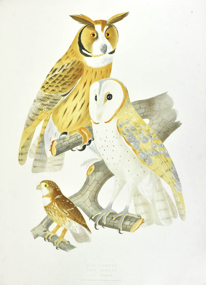 Descourtilz worked for the National Museum of Rio de Janeiro. He was the son of French adventurer, botanist and naturalist Michel Etienne Descourtilz. 