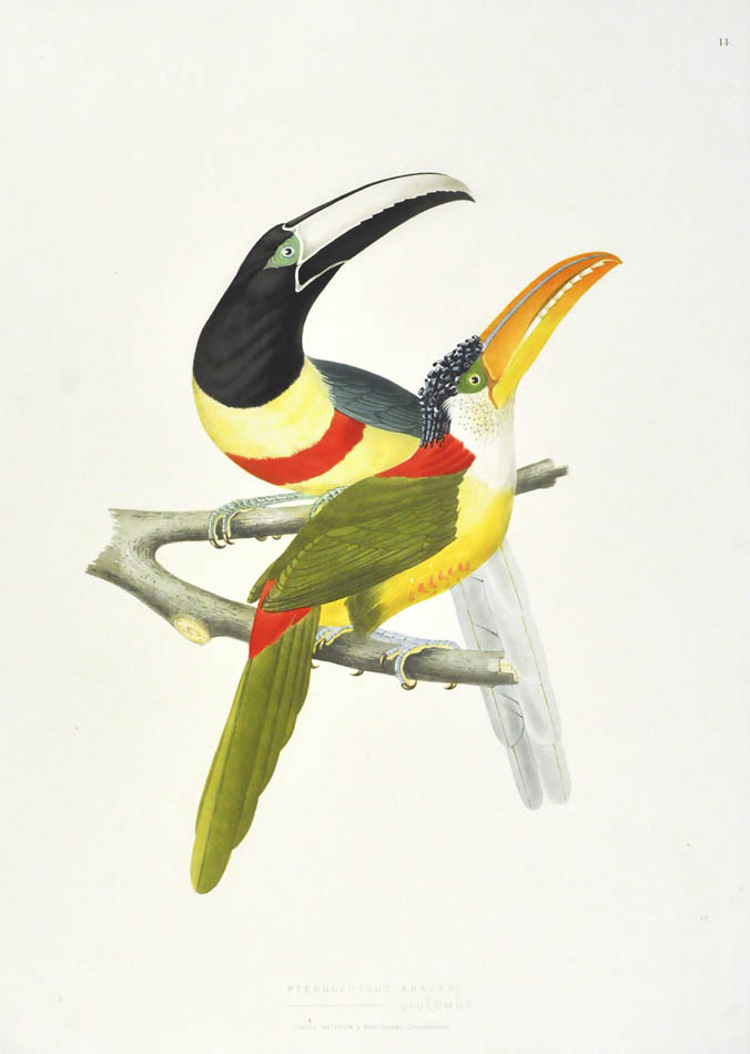Pteroclossus Aracari and Pteroclossus Ulocomus.