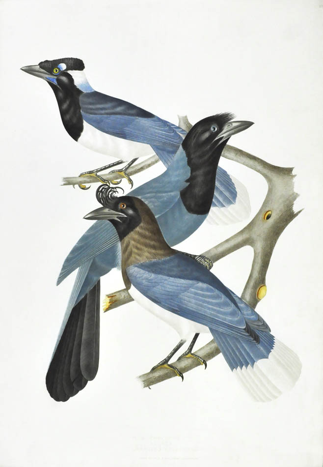 Birds depicted: Pica Chrysops, Pica Azurea and Carrulus Cristatellus (Crotophaga Major, Coccyzus Vetulus and Coccyzus Cayannus.)  <br />
