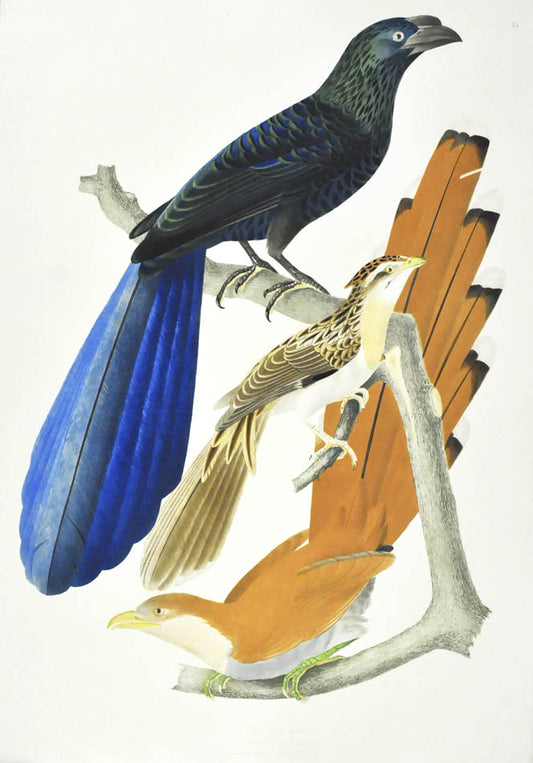 Birds depicted: Pica Chrysops, Pica Azurea and Carrulus Cristatellus (Crotophaga Major, Coccyzus Vetulus and Coccyzus Cayannus.)  <br />