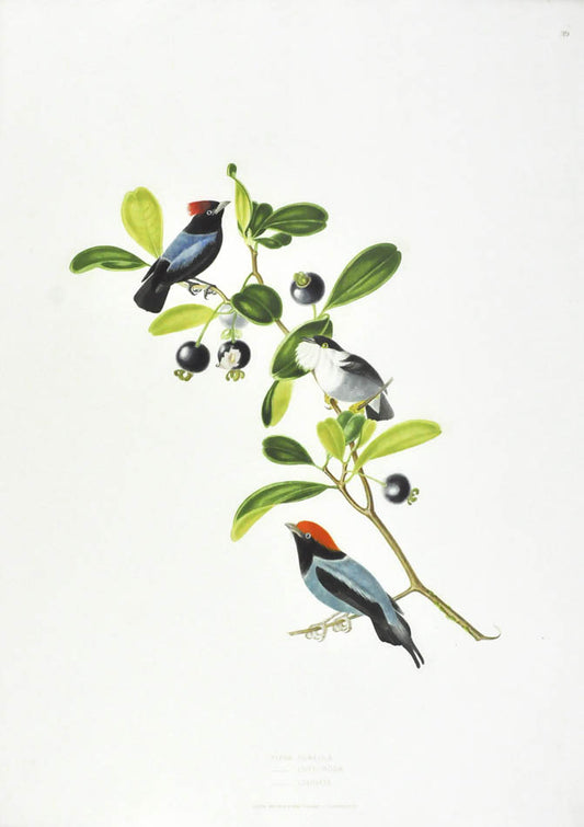 Birds depicted:  Pipra Pareola, Pipra Gutturosa and Pipra Caudata.  
