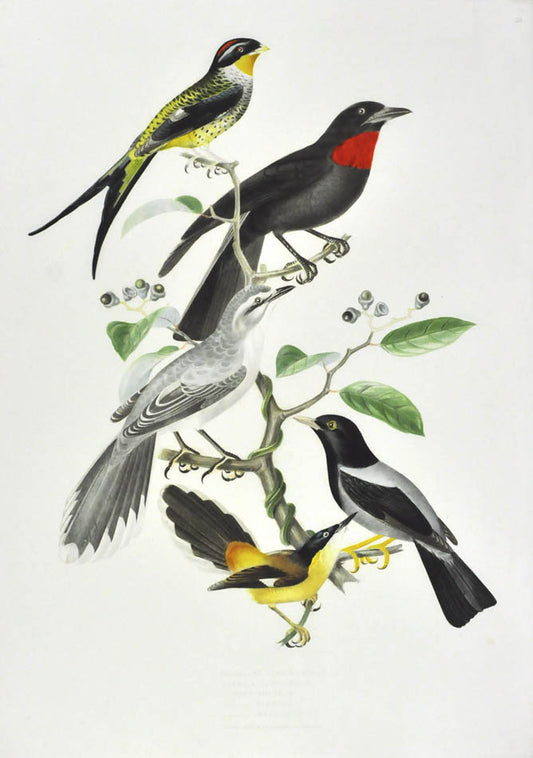 Birds depicted: Phibalura Flavirostris, Querula Rubricollis, Turdus Orpheus, Turdus Flavipes and Turdus Brasiliensis. 