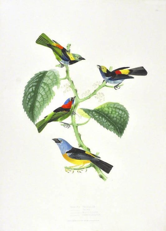 Birds depicted:  Tanagra Tricolor, Tanagra Talao, Tanagra Multicolor and Tanagra Chrysogaster. 