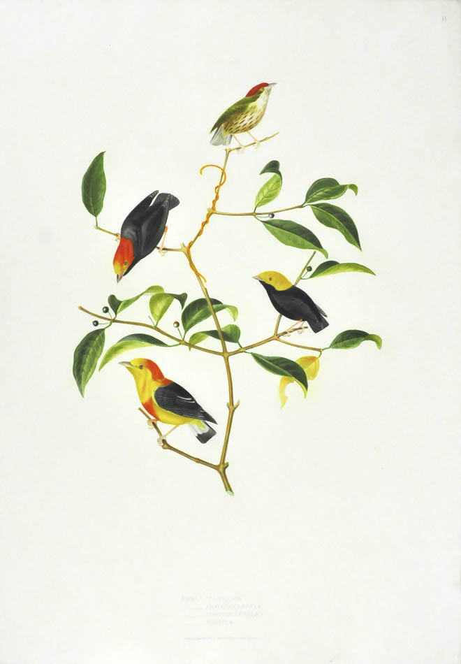 Birds depicted:  Pipra Strigillata, Pipra Erythrocephala, Pipra Chrysocephala and Pipra Aureola.