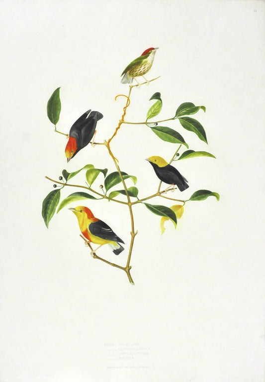 Birds depicted:  Pipra Strigillata, Pipra Erythrocephala, Pipra Chrysocephala and Pipra Aureola.  