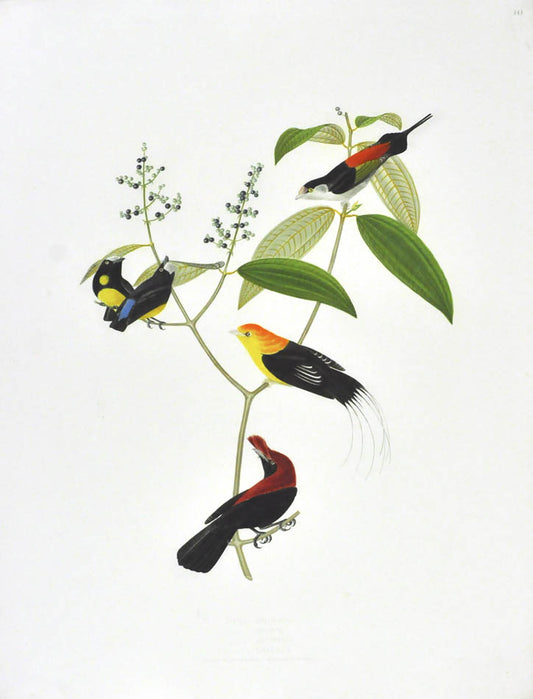 Birds depicted:  Pipra Militaris, Pipra Serena, Pipra Setifera and Pipra Galeata.<br /><br />