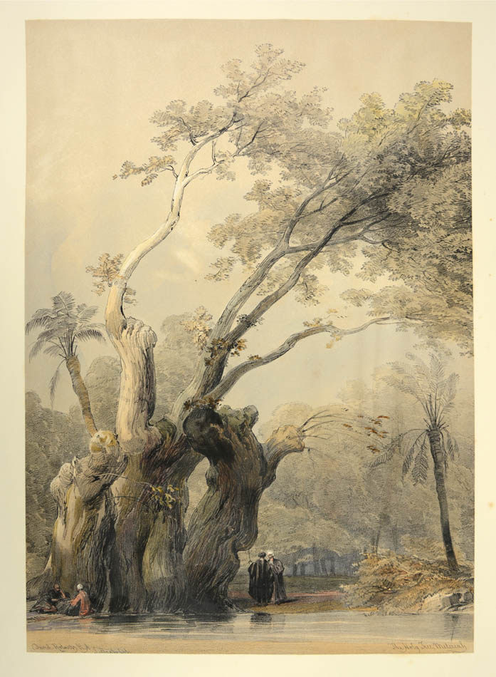 The Holy Tree of Metereah.