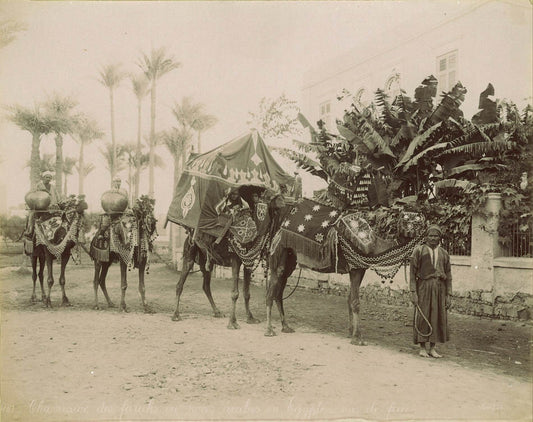 Chameaux des farahs ou noces arabes en egypte, vue de face.