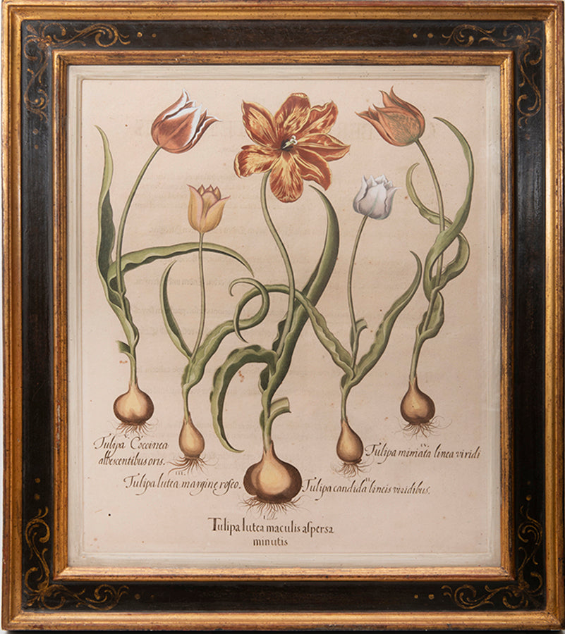 A magnificent hand-coloured plate of tulips from 'Hortus Eystettensis', one of the earliest and most famous works in the field