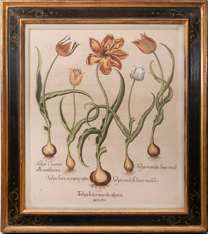A magnificent hand-coloured plate of tulips from 'Hortus Eystettensis', one of the earliest and most famous works in the field