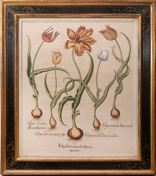 A magnificent hand-coloured plate of tulips from 'Hortus Eystettensis', one of the earliest and most famous works in the field