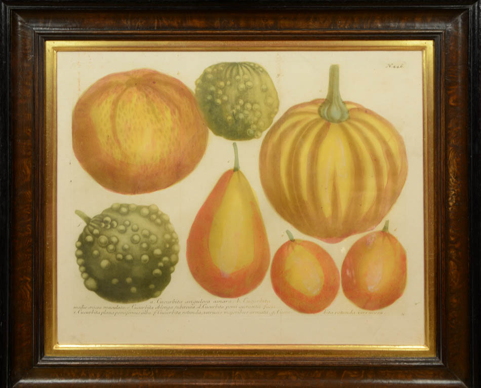 Four mezzotint engravings printed in colour and finished by hand of gourds by Johann Weinmann.