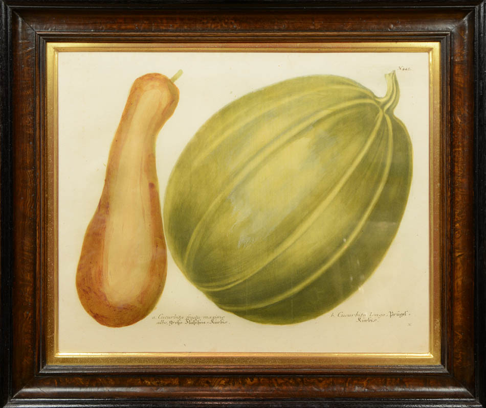 Four mezzotint engravings printed in colour and finished by hand of gourds by Johann Weinmann.