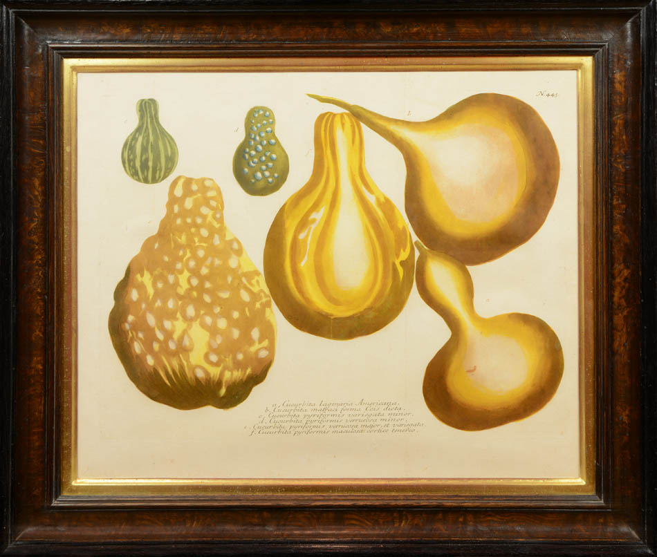 Four mezzotint engravings printed in colour and finished by hand of gourds by Johann Weinmann.